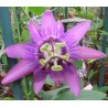 Passiflore amethiste