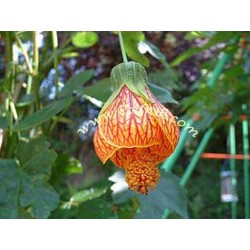 Abutilon pictum