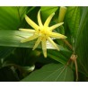 Passiflore citrina