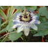 Passiflore coerula