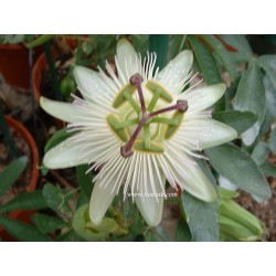 Passiflore constance elliot
