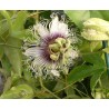 Passiflore edulis