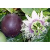 Passiflore edulis extra large