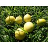 Passiflore edulis purple giant