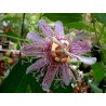 Passiflore incarnata