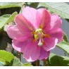 Passiflore mollissima