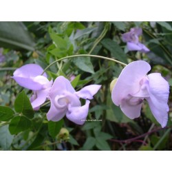 Phaseolus caracalla