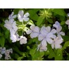 Plumbago capensis