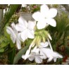 Plumbago capensis alba