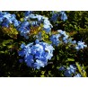 Plumbago capensis outremer