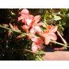 Plumbago indica