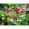 Quisqualis indica