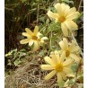 Senecio variegata