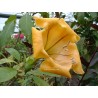 Solandra grandiflora maxima