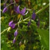 Solanum amygdaloides