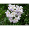 Solanum jasminoide