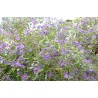 Solanum rantonetti
