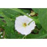 Solanum rantonetti alba