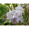 Solanum wendlandii