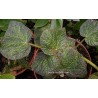 Begonia boomer