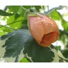 Abutilon souvenir de bonn
