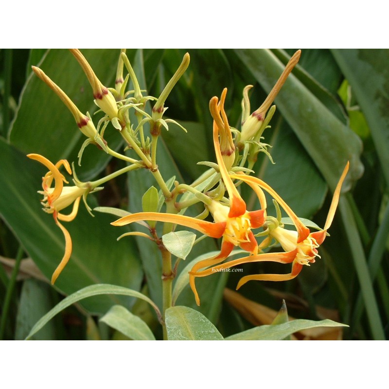 Strophantus speciosus