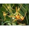 Strophantus speciosus