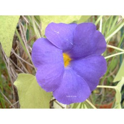Thunbergia battiscombei