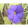 Thunbergia battiscombei