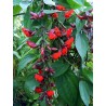 Thunbergia coccinea