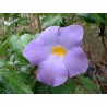 Thunbergia erecta