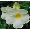 Thunbergia erecta alba