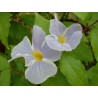 Thunbergia erecta bicolor