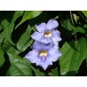 Thunbergia grandiflora
