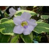Thunbergia grandiflora variegata
