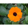 Thunbergia gregorii