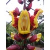 Thunbergia mysorensis