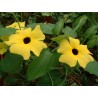 Thunbergia sunlady