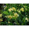 Trachelospermum asiaticum