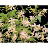 Trachelospermum asiaticum pink shower