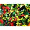 Trachelospermum jasminoide ogon nishiki