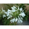 Agapanthe alba