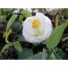 Abutilon white king