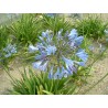 Agapanthe bleue