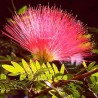 Albizzia julibrissin rouge