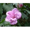 Althea lavender chiffon
