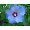 Althea oiseau bleu
