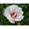 Althea red heart