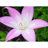 Amaryllis belladona