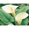 Arum ethiopicum